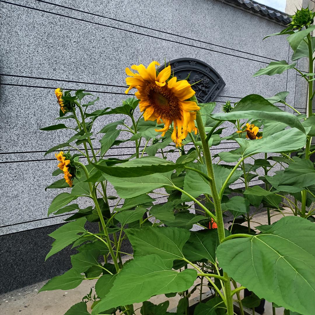 知足常乐
