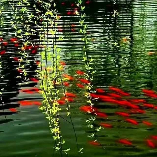 百合花