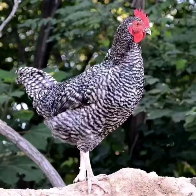 友智云农场