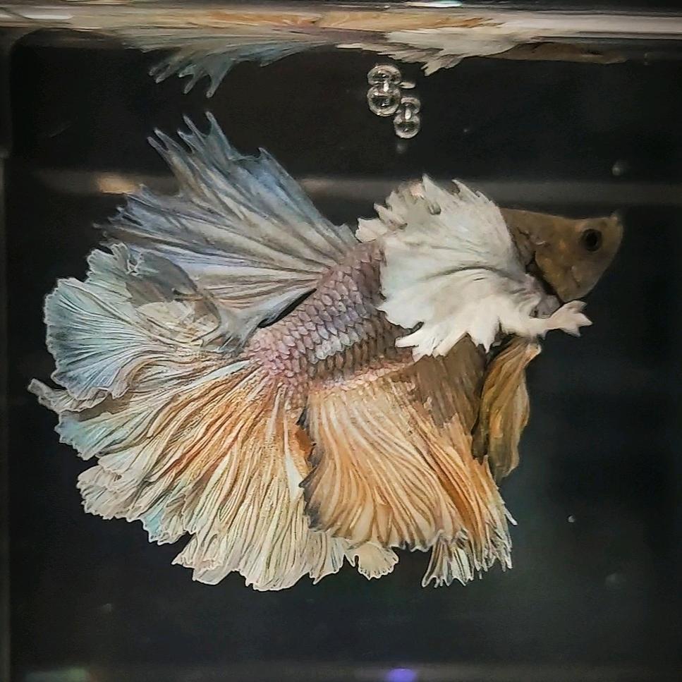 水遇奇源爬宠店