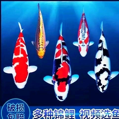 嘉乐水产
