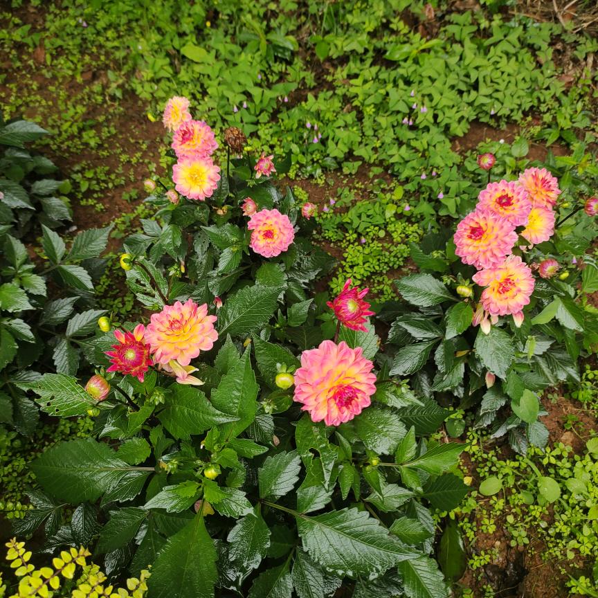 平平淡淡