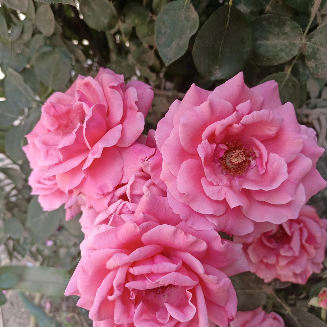 平安是福