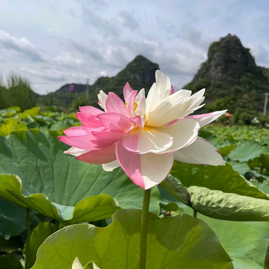 夏博