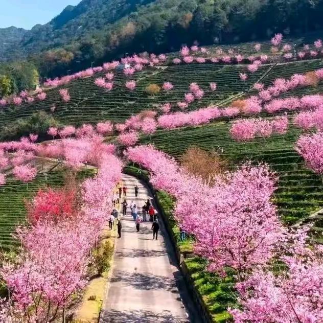 茉莉芭贰(求互关)
