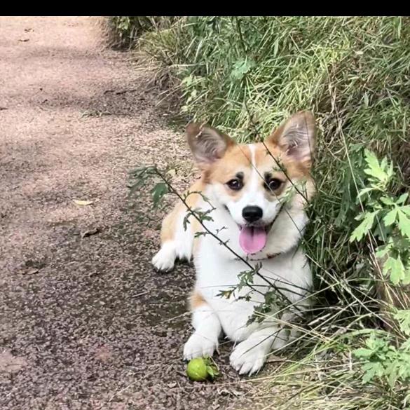 可可狗🐶