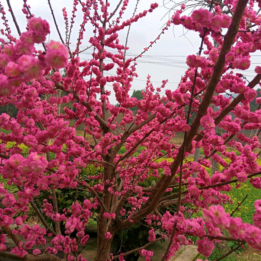 严师坝坝宴