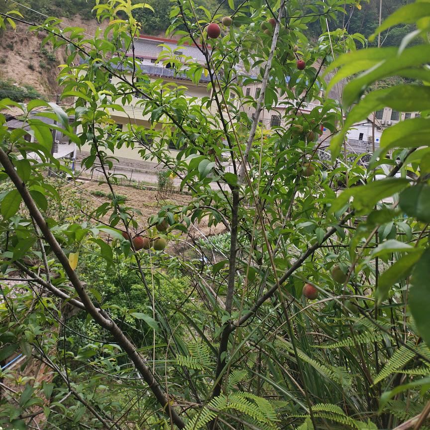 爱Angel（天使）