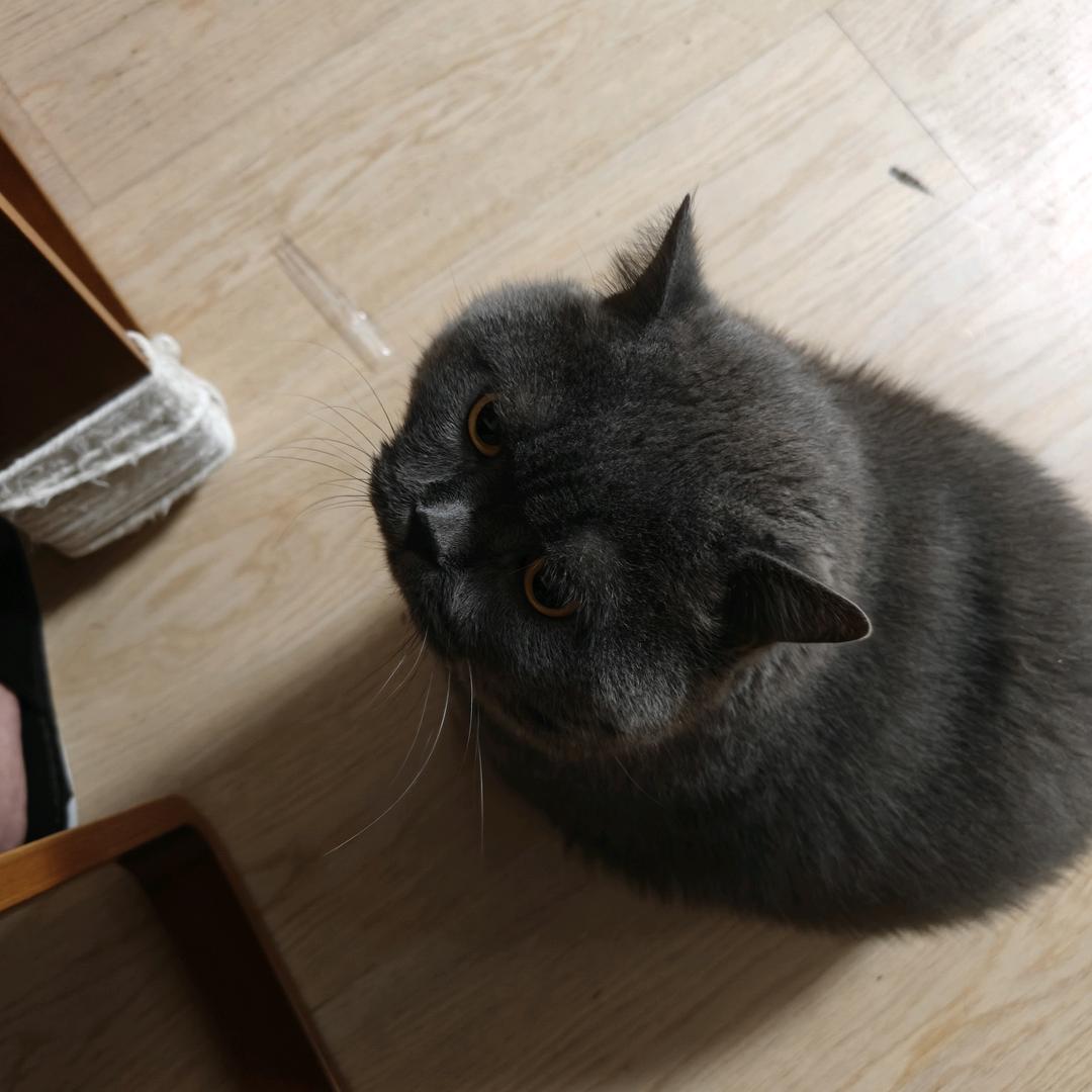 俊俊