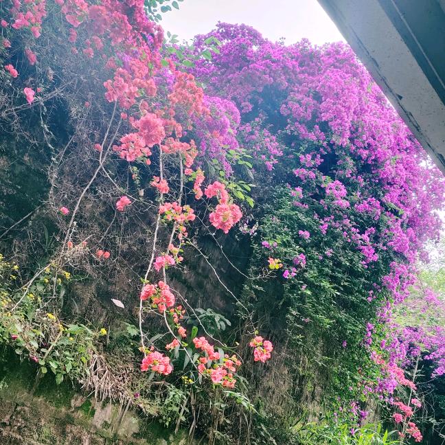糊涂虫