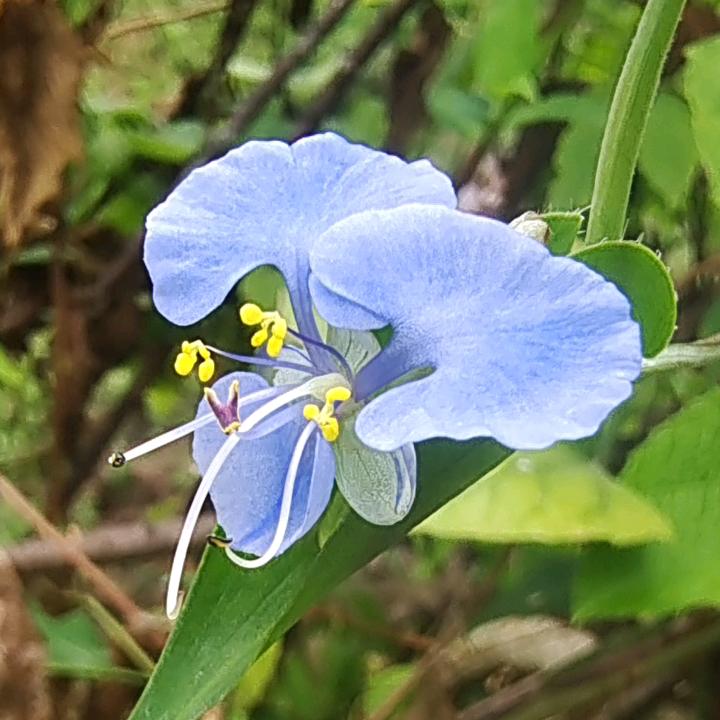 天青色烟雨