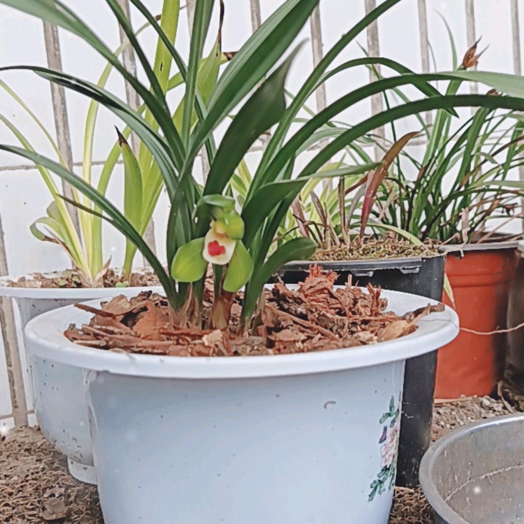 司显后