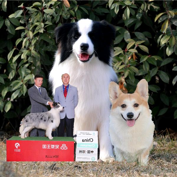 美润犬舍边牧