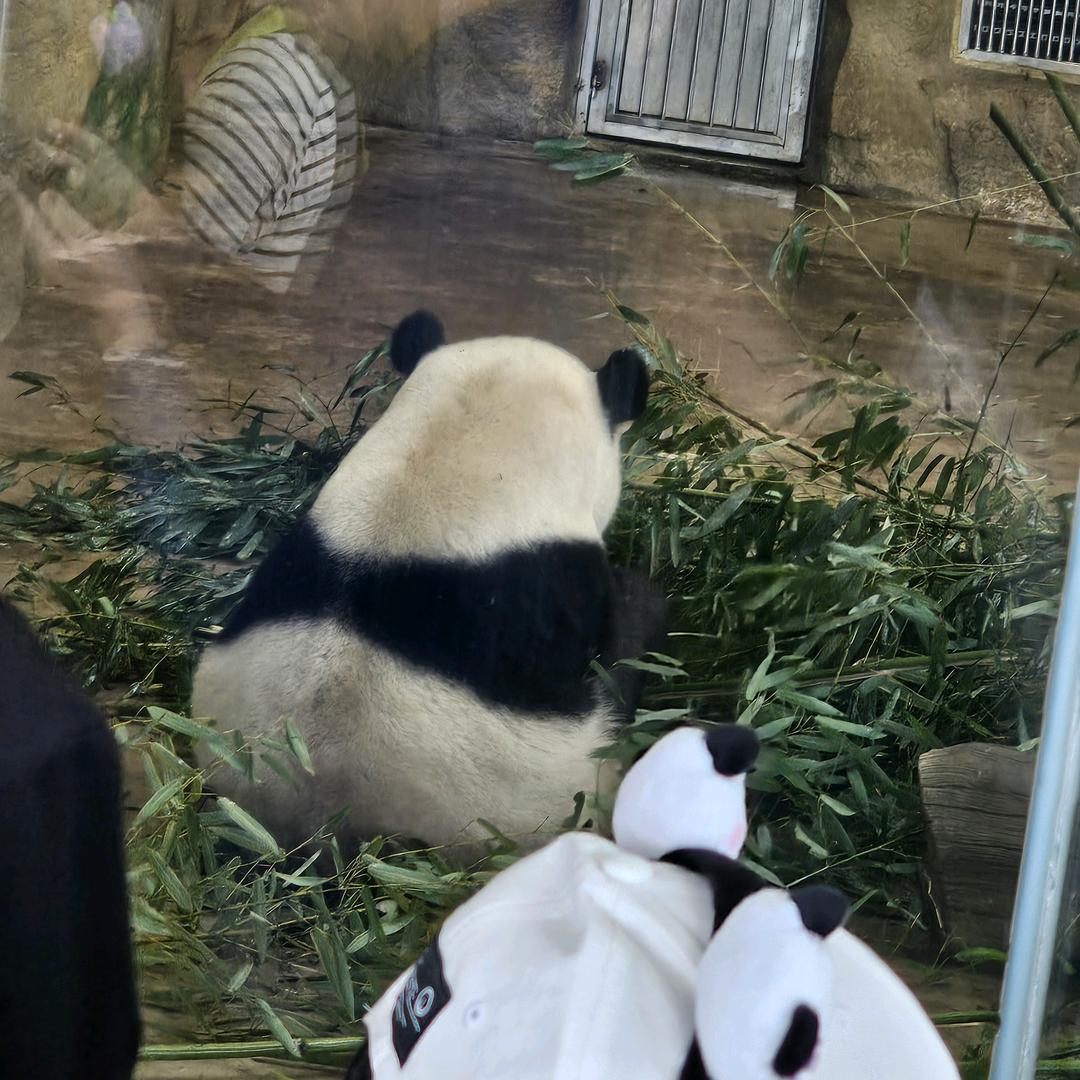 小狗剩