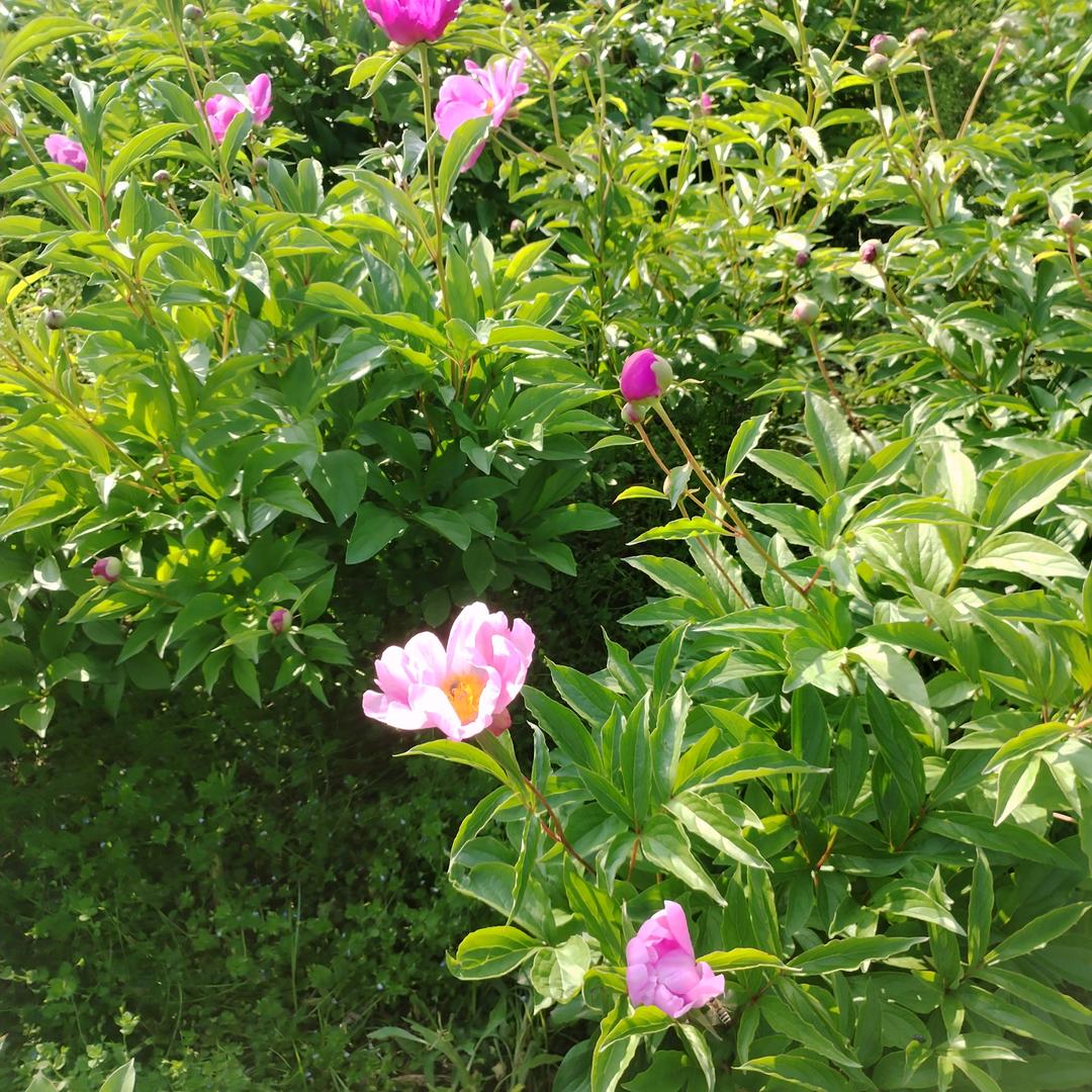 顺其自然