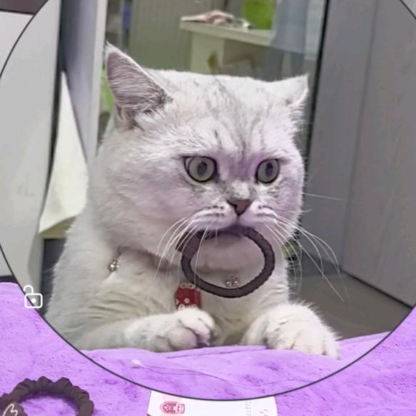 二胖和喜宝儿的故事