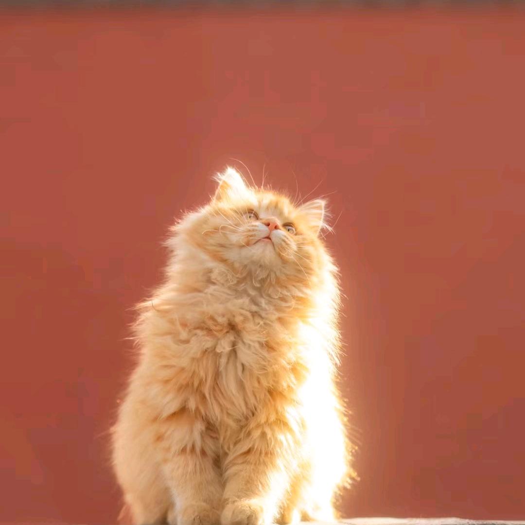 阿眠