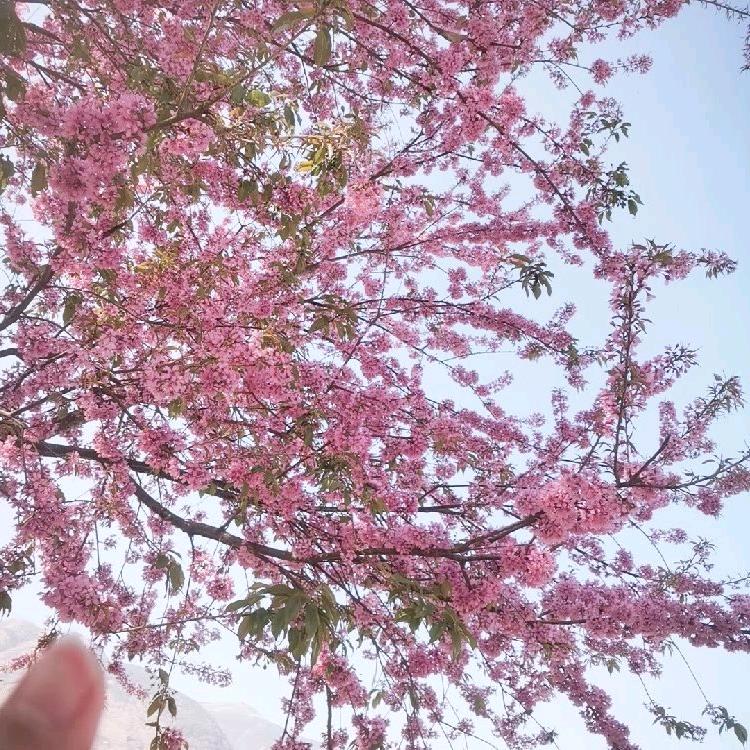 年年红