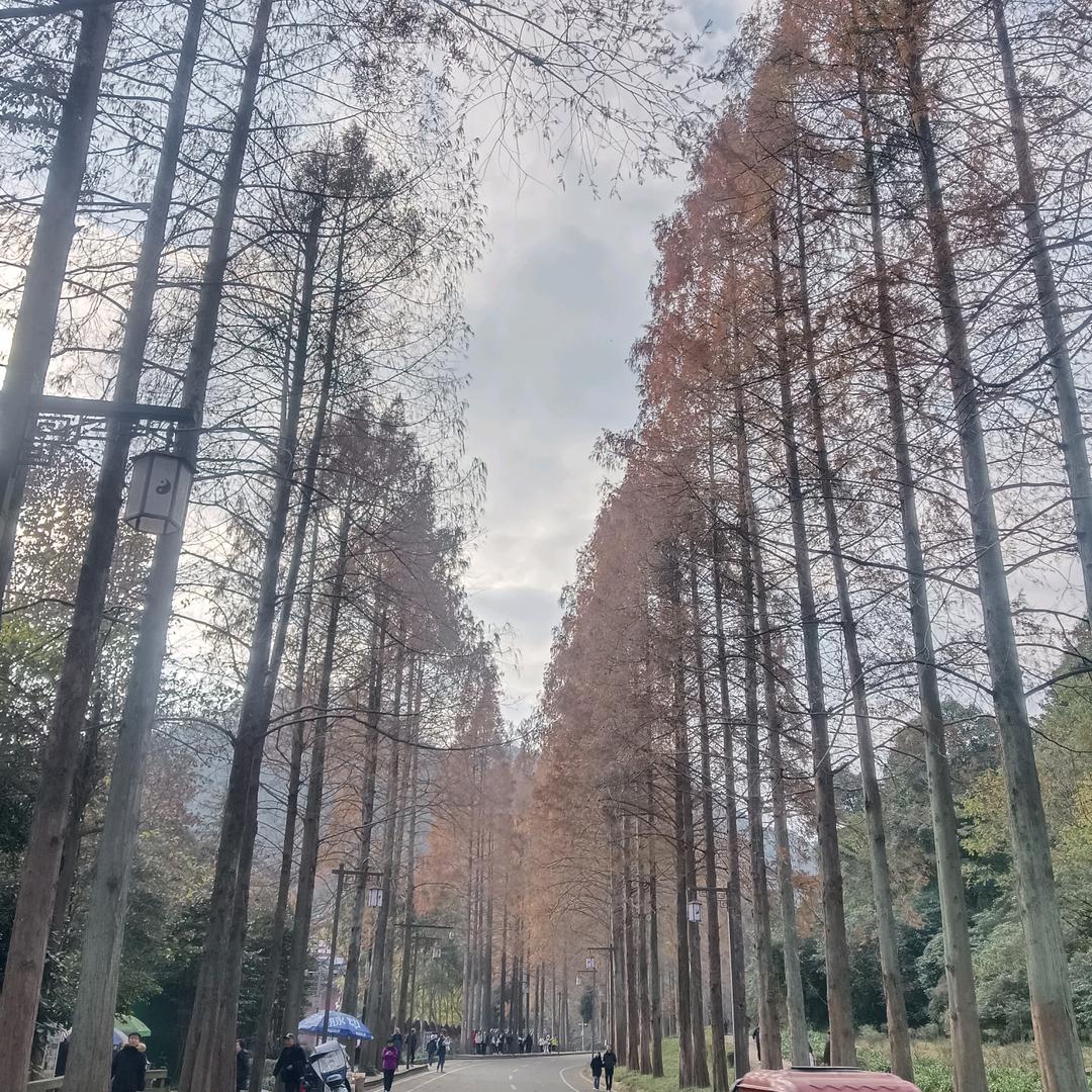 $倔强的小咖咯咪