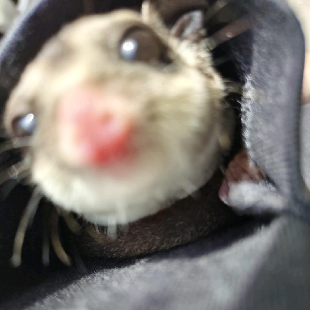 鼠.³