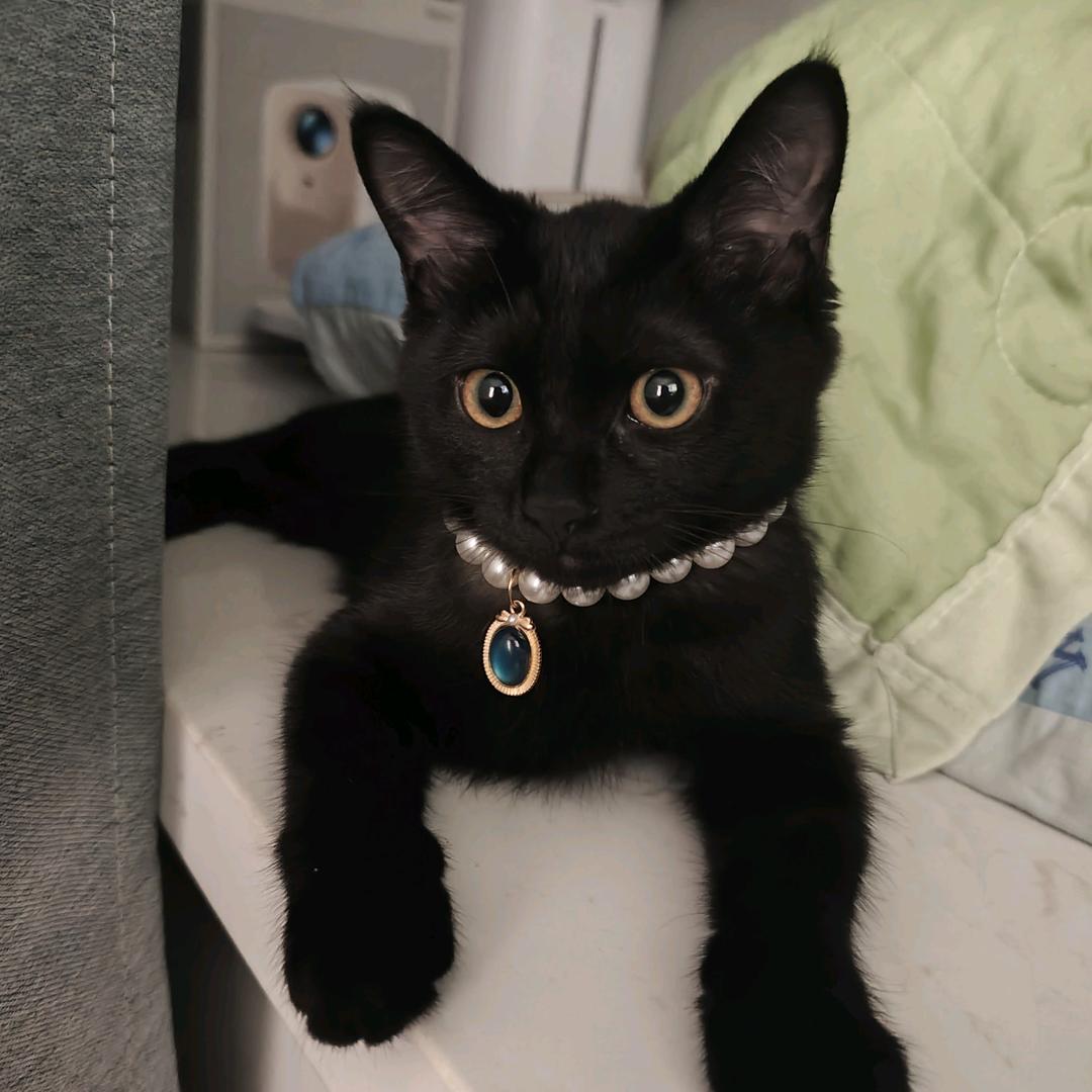 黑珍猪🐱