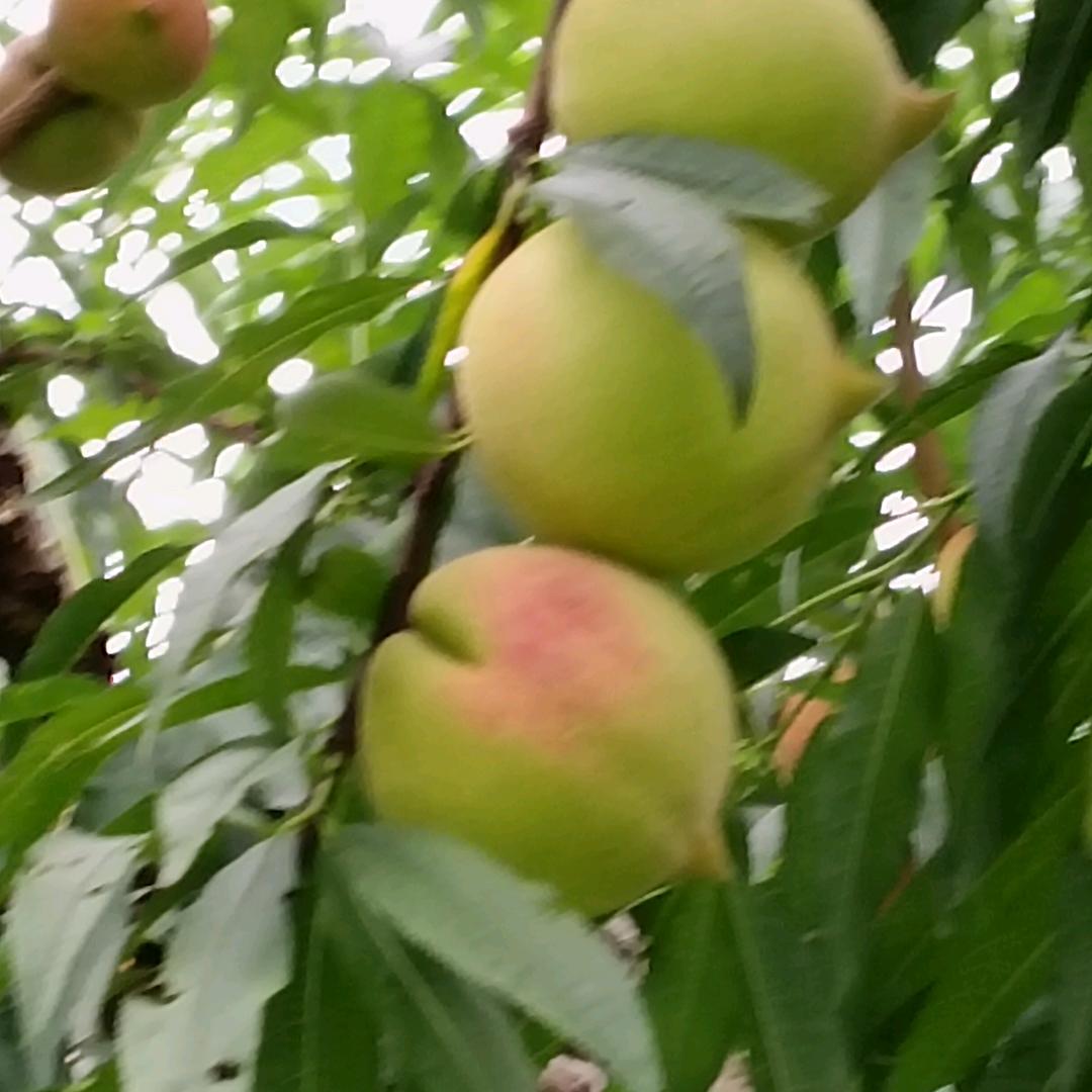 👨‍❤️‍💋‍👨林丰桃园👓