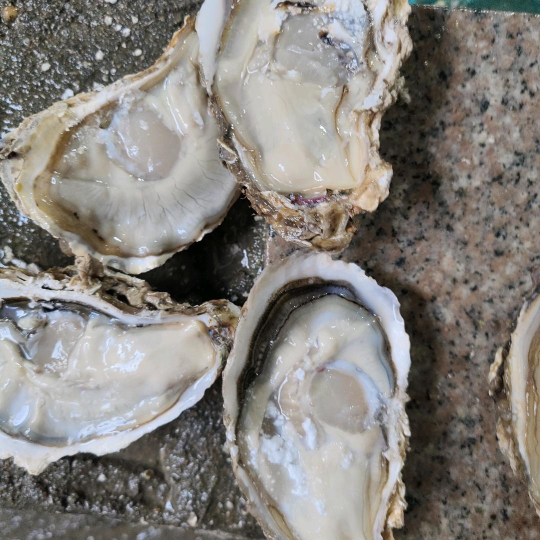 三亚湾生蚝批发