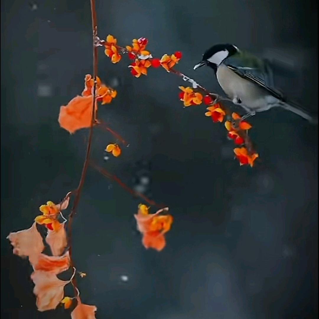 阳西仔