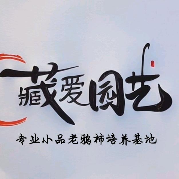 藏爱园艺「小品老鸦柿」