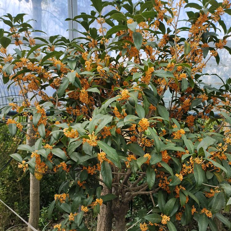 等花开园艺