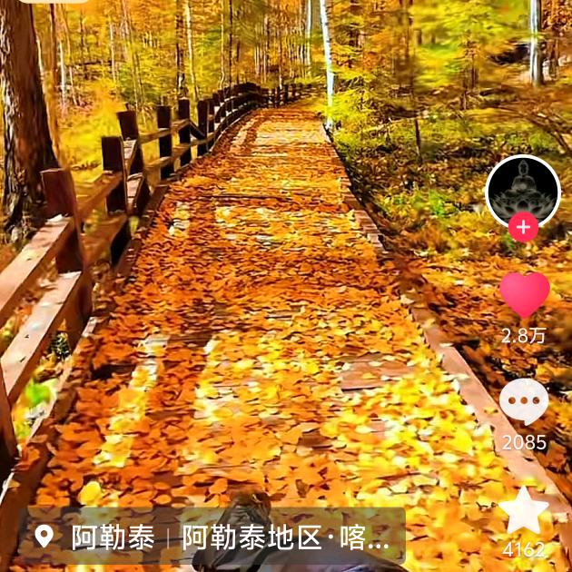 沙漠胡杨