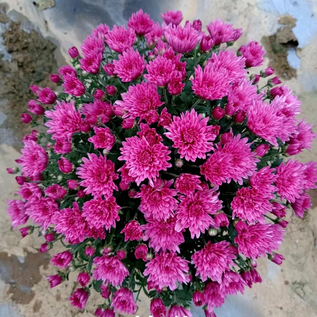 青州市忠鸣花卉