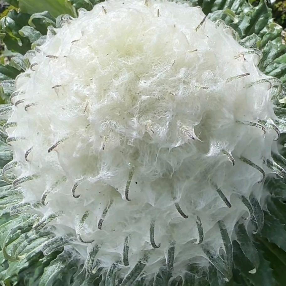 橙子剪辑