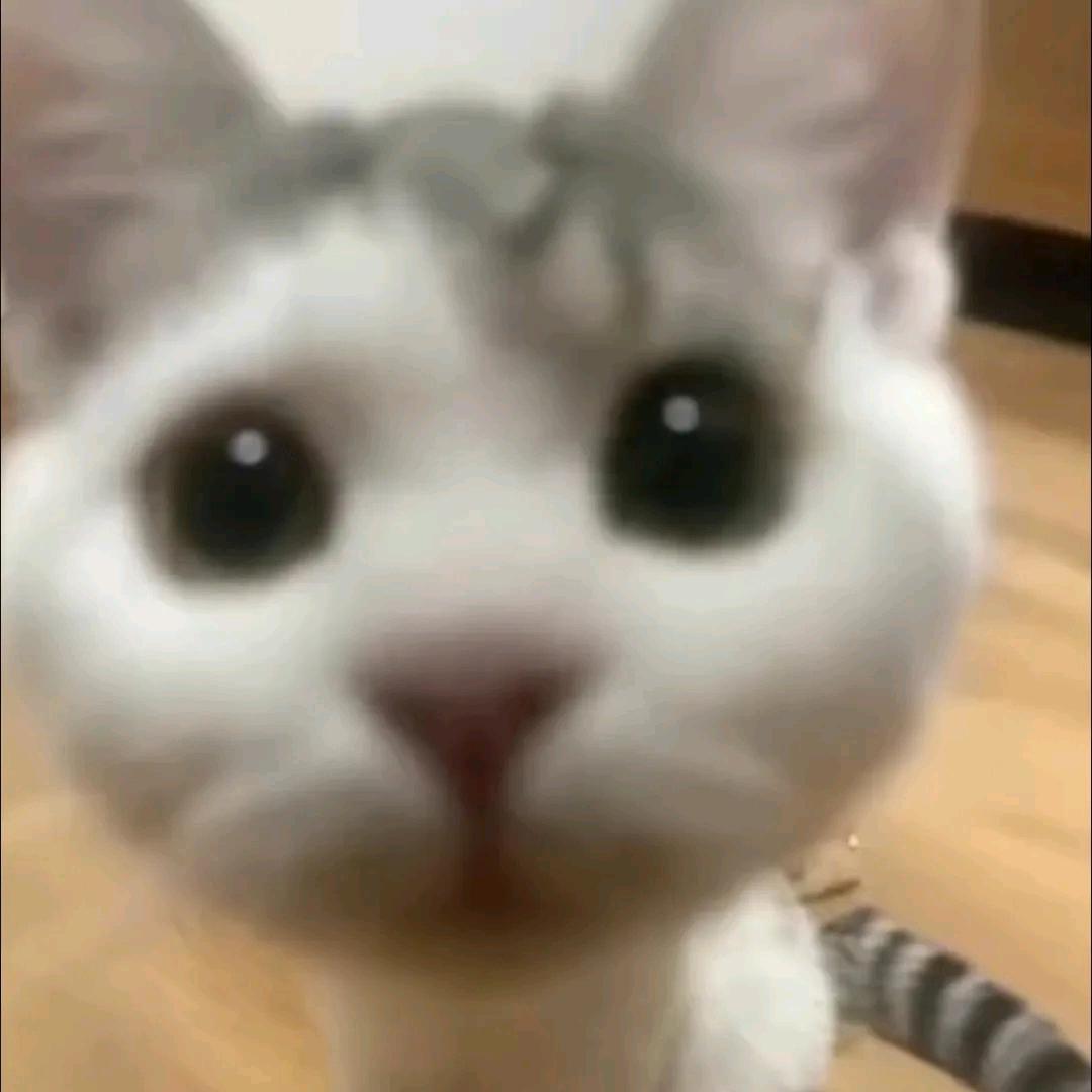 我不是蟀哥