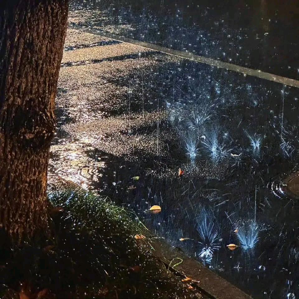 雨路君沾