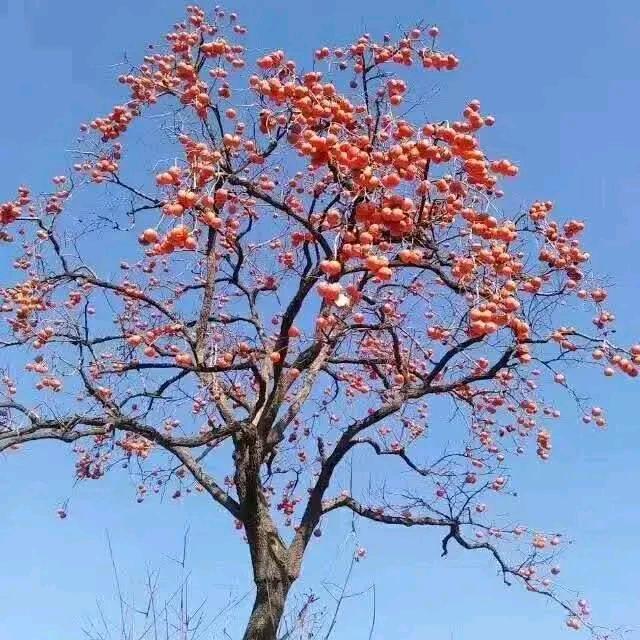 风中冷月