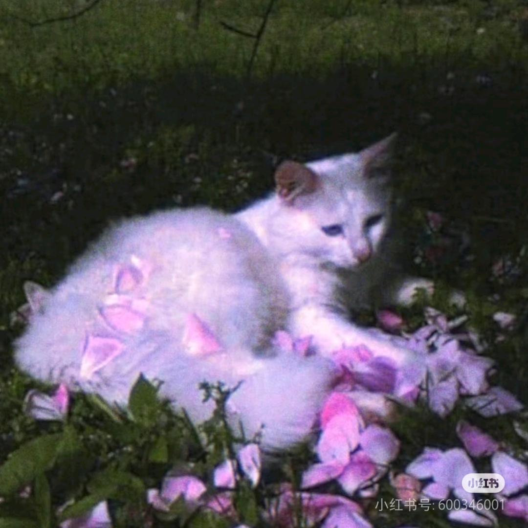 咸鱼🐡（昵称已被占用版）