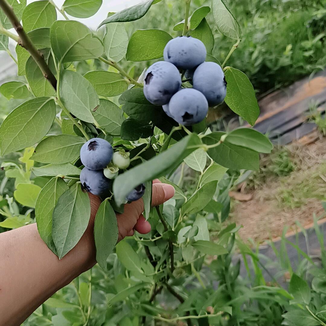 小兰花(๑• . •๑)