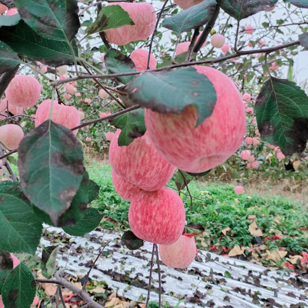 最熟悉的陌生人