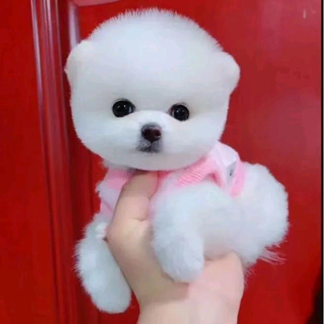 ༒君为红颜醉༒