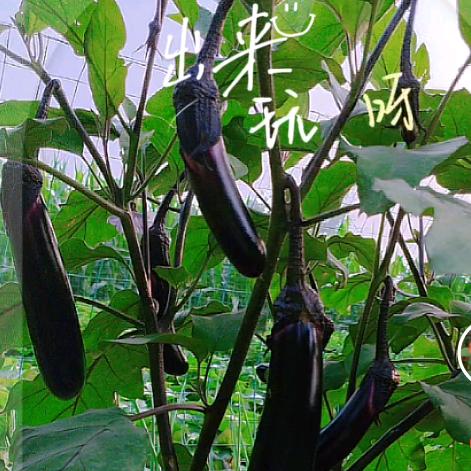农家小菜园