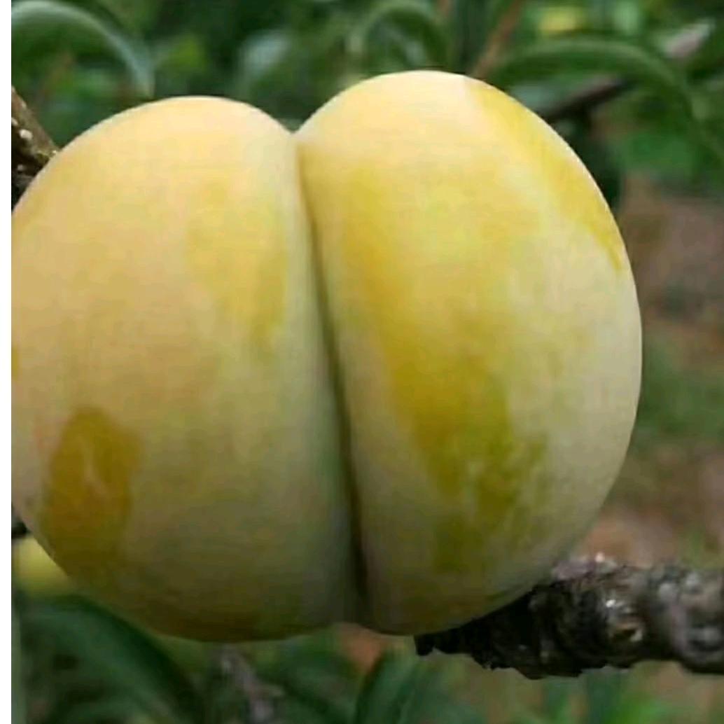 镇宁六马蜂糖李水果基地