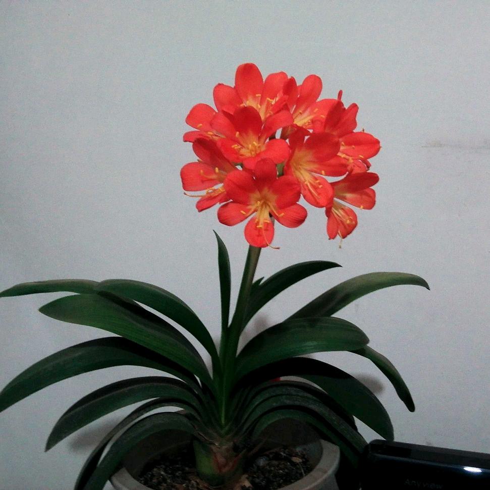 春暖花开