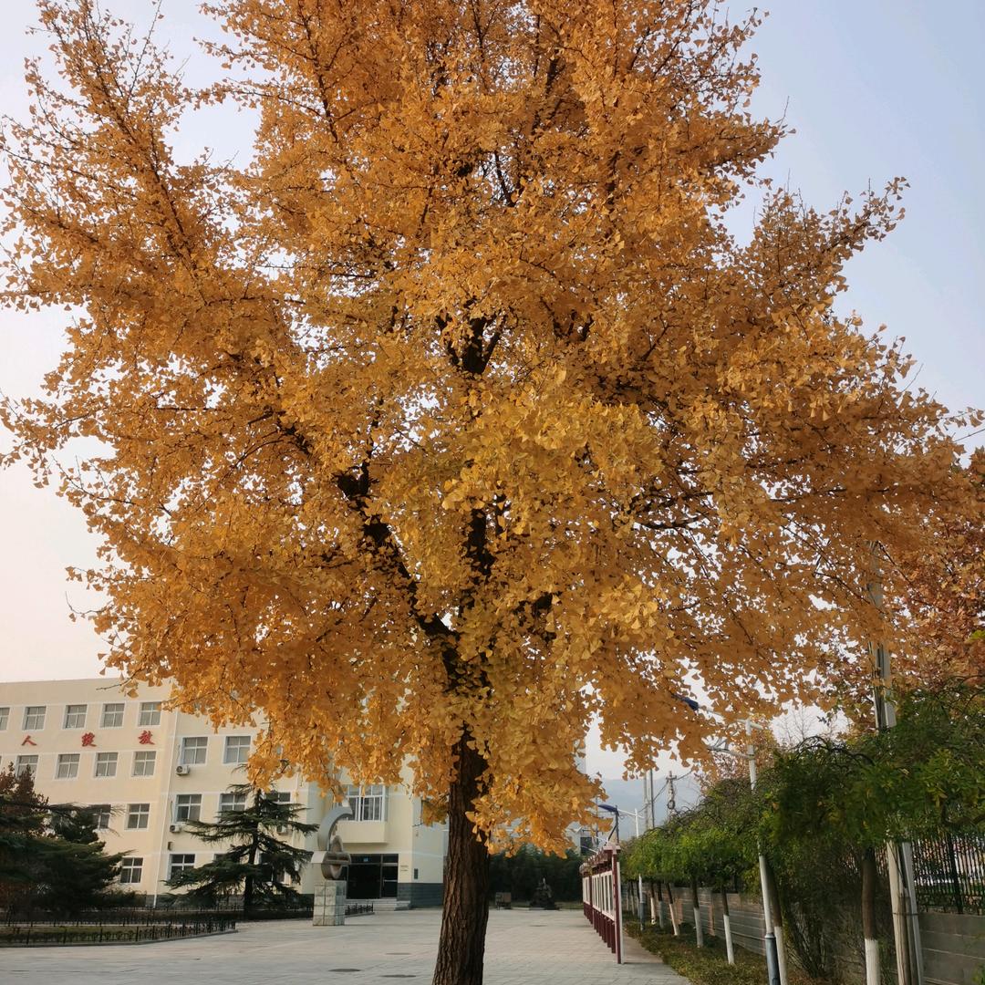 穆萍（拒绝私聊）头像