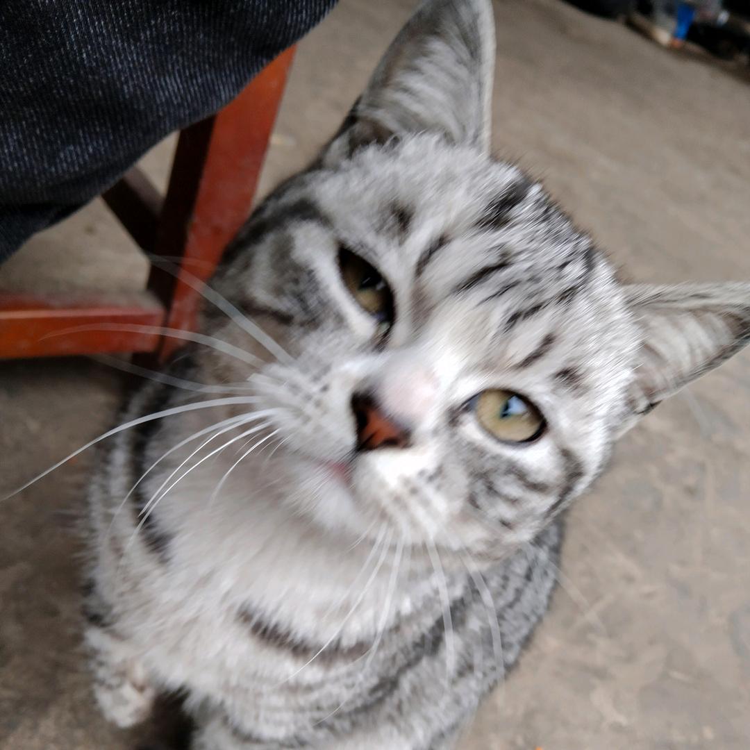 小米立