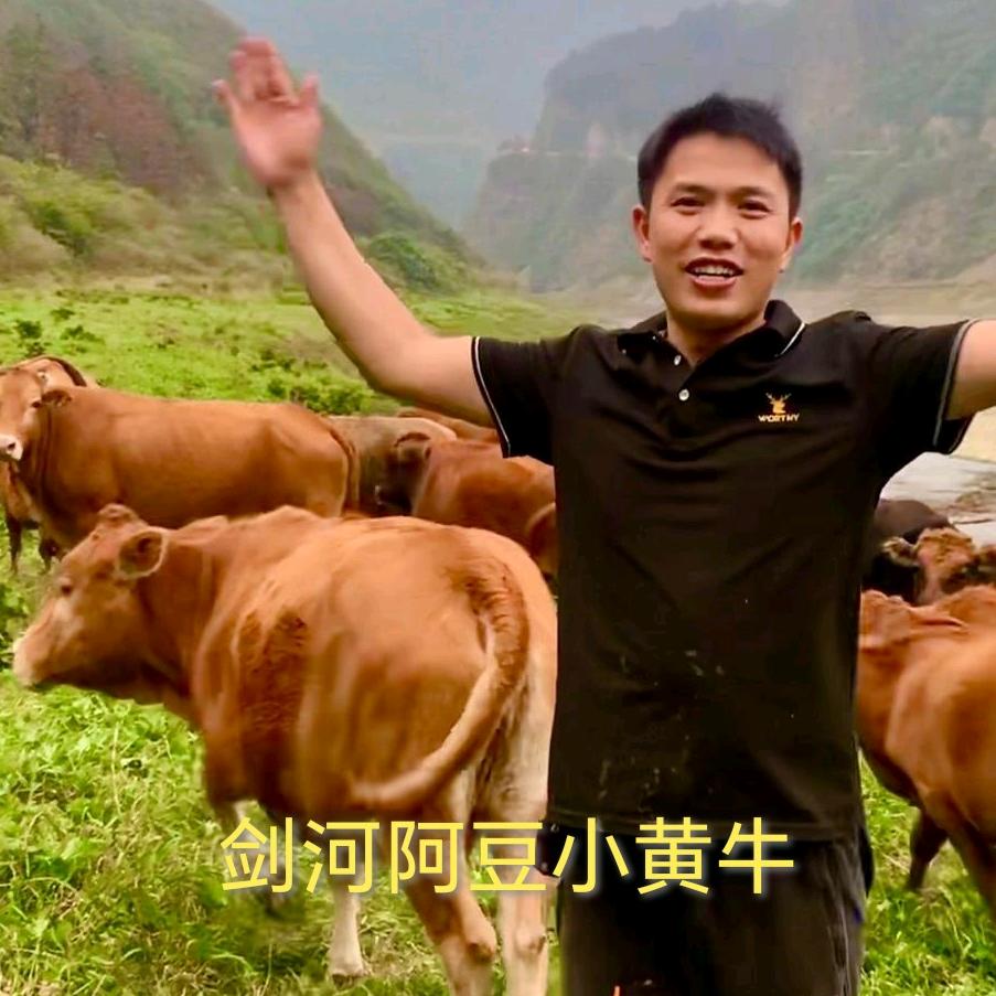 剑河阿豆生鲜小黄牛