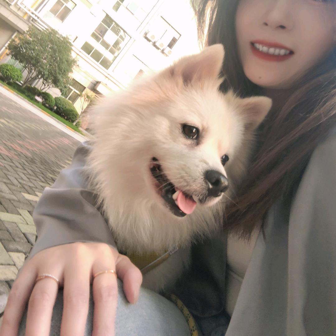 好运小狗