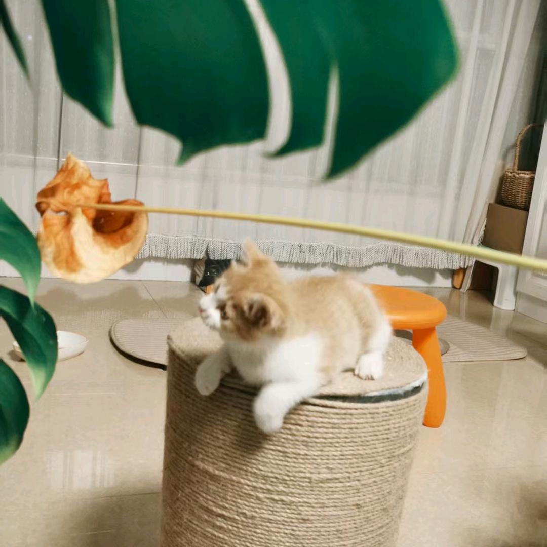 粗人