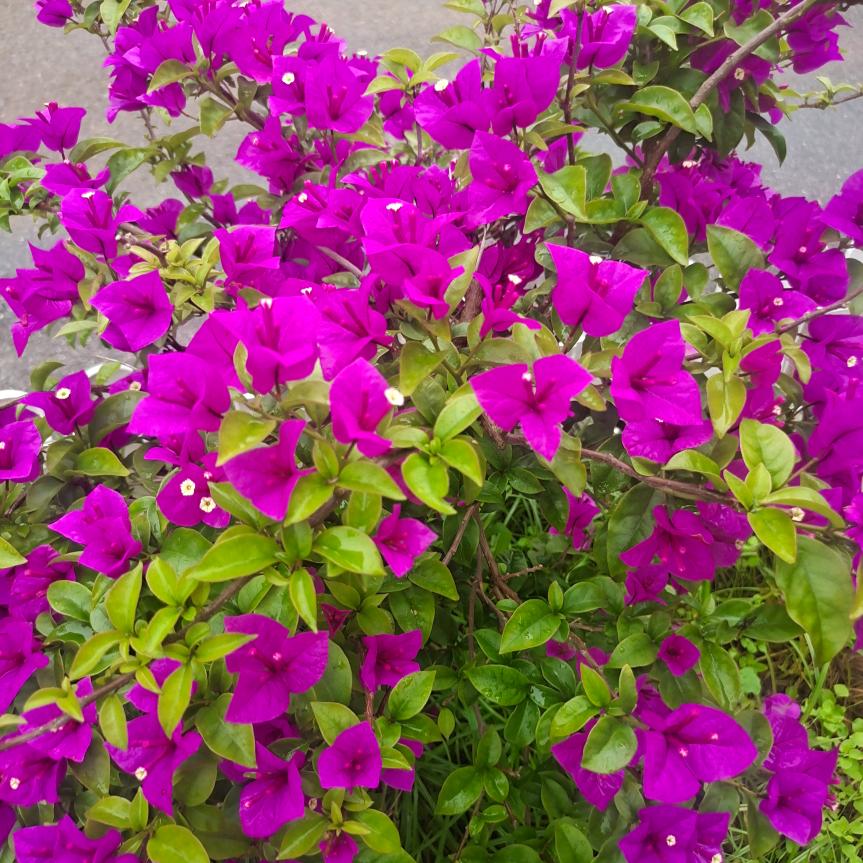 韶山蝶恋花