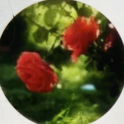 张想改变自己